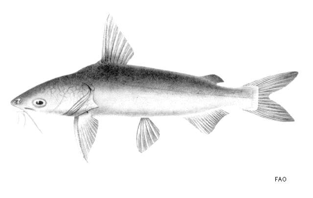 Image of Arius leptonotacanthus Bleeker 1849
