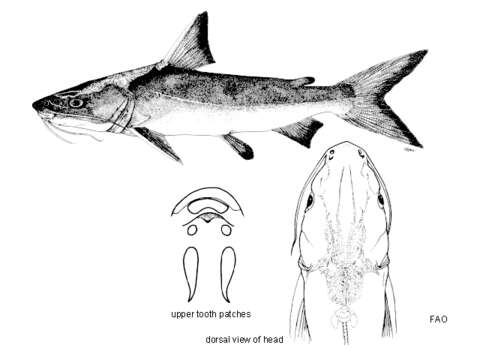 Image of Catfish