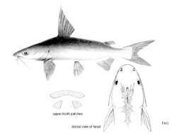 Image of Catfish