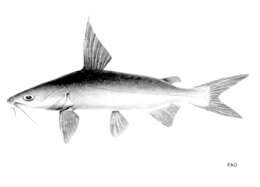 Image of Catfish