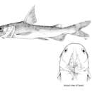 Image of Bigmouth sea catfish