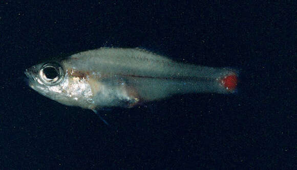 Image of Red-spot cardinalfish