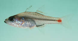 Image of Red-spot cardinalfish