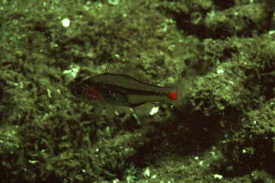 Image of Red-spot cardinalfish