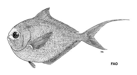 Image of Myers&#39; pomfret