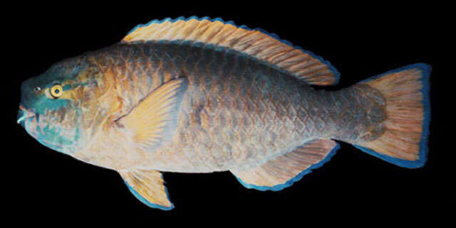 Image of Knobsnout Parrotfish