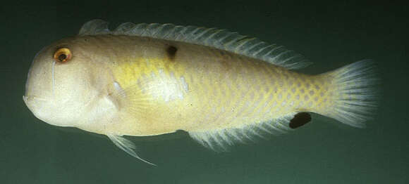 Image of Finspot razorfish