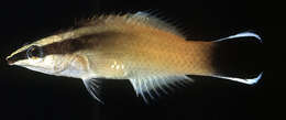 Image of Golden cleanerwrasse