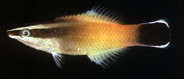 Image of Golden cleanerwrasse