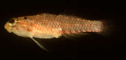 Image of Sand-table dwarfgoby