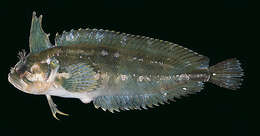 Image of Springeratus