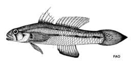 Sivun Acentrogobius moloanus (Herre 1927) kuva