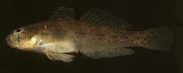 صورة Gnatholepis anjerensis (Bleeker 1851)