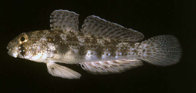 Image of Eyebar goby