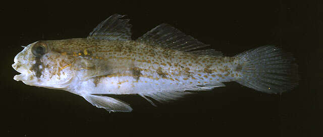 Image of Eyebar goby