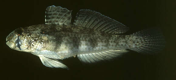 Image of Eyebar goby