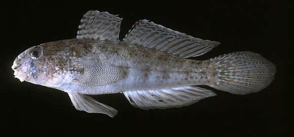 Image of Eyebar goby