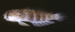 Image of Eyebar goby