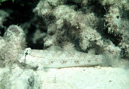 Image of Eyebar goby