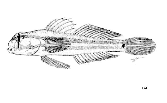 Image of Eyebar goby