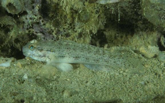 Image of Eyebar goby