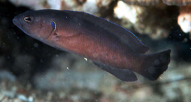 Image of Bicoloured dottyback