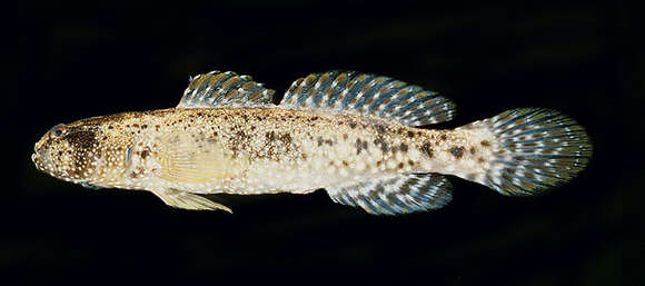 Image of Skunk shrimp-goby