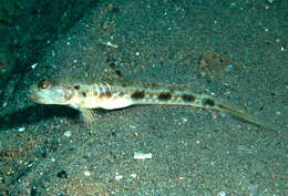 Image of Lanceolate shrimpgoby