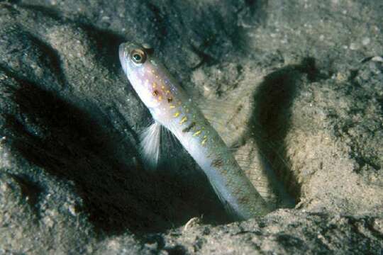 Image of Mertens&#39; prawn-goby