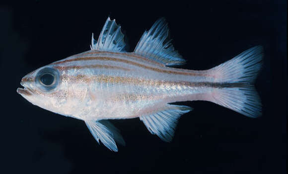 Image of Bluespot cardinal