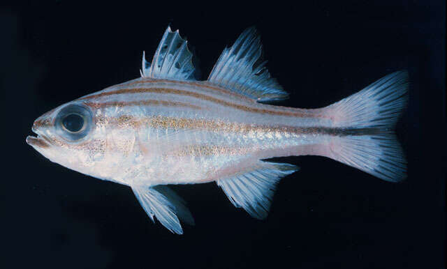 Image of Bluespot cardinal