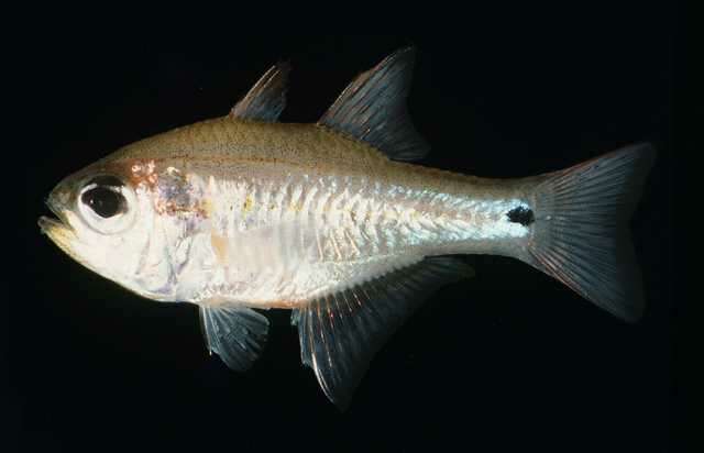 Image of Mozambique cardinal