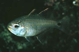 Image of Mozambique cardinal