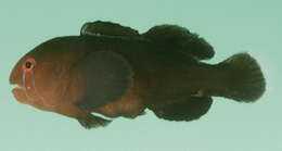 Image of Eyeline coral goby