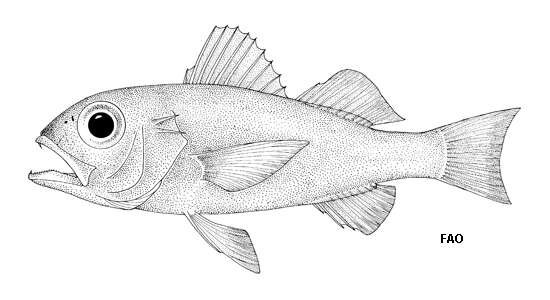 Image of Silver splitfin