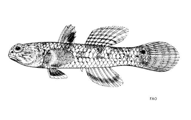 Image of Yellowstripe goby