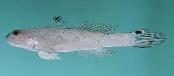 صورة Parachaeturichthys