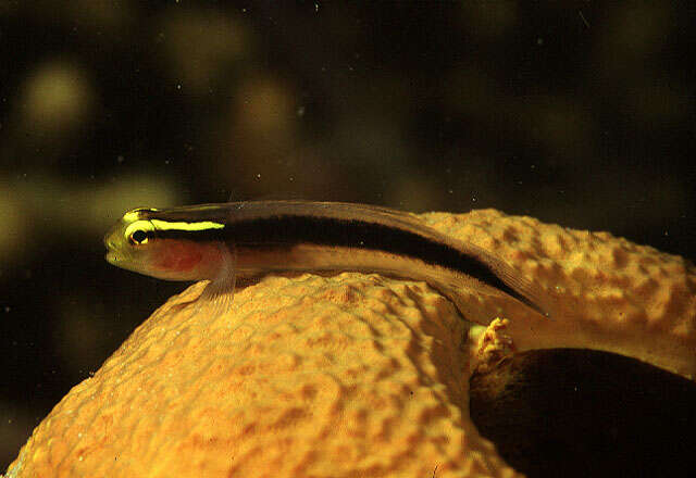 Image of Shortstripe Goby