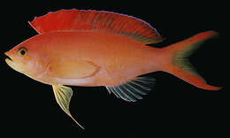 Pseudanthias ignitus (Randall & Lubbock 1981) resmi