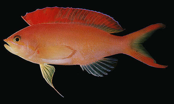 Image of Flame anthias