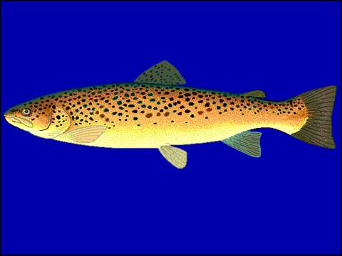 Image of Brown Trout