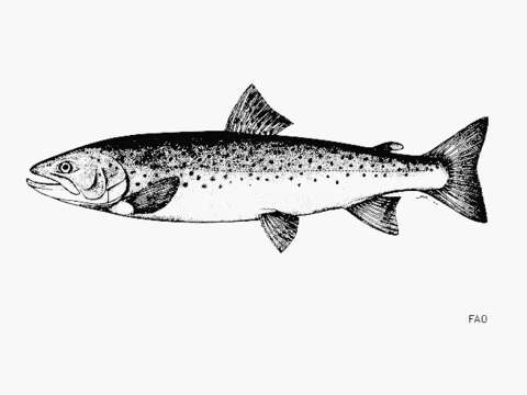 Image of Brown Trout