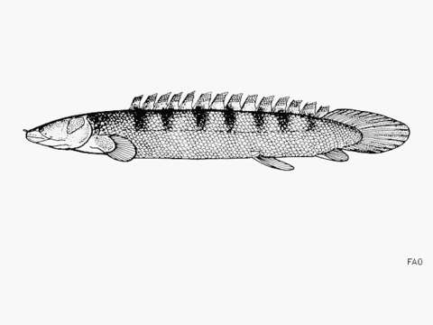 Image of Saddled bichir