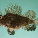 Image of Ambon scorpionfish