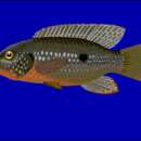 Слика од Hemichromis bimaculatus Gill 1862