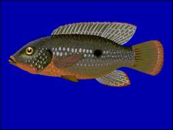 Image of Jewelfish