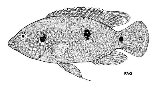 Image of Jewelfish