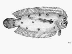 Image of Samariscus