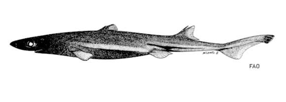 Image of Moller's Lanternshark