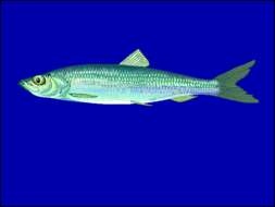 Image of Atlantic Herring